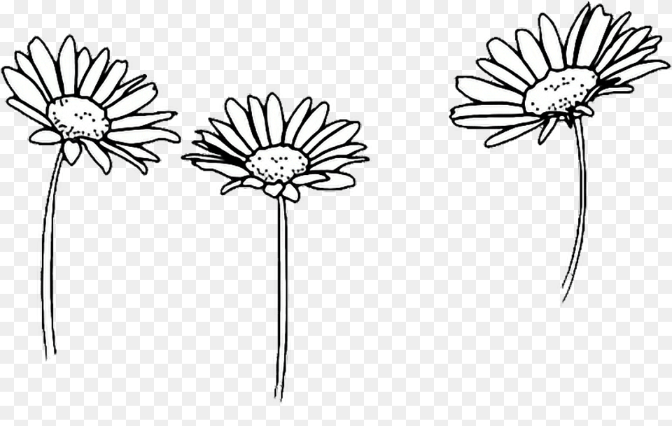 Flower Drawing Tumblr Black And White Daisy, Plant, Animal, Bird Free Png