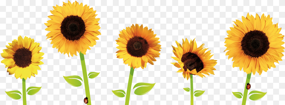 Flower Drawing Tumblr Sunflowers, Plant, Sunflower Free Png Download