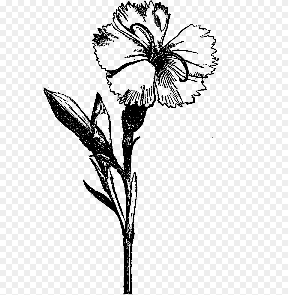 Flower Drawing Visual Arts Black And White Black And White Flower, Nature, Night, Outdoors, Lighting Png