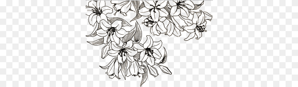 Flower Drawings Flower Aesthetic Line Art, Lace, Pattern, Chandelier, Lamp Free Transparent Png