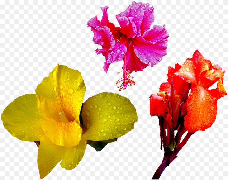 Flower Drops, Geranium, Petal, Plant, Pollen Png