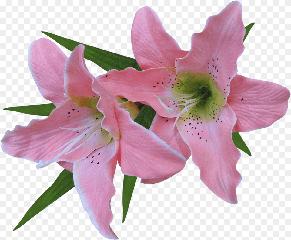 Flower Easter Lily Clip Art Transparent Pink Lily Flower Lilies Flowers Transparent Background, Plant, Petal Free Png