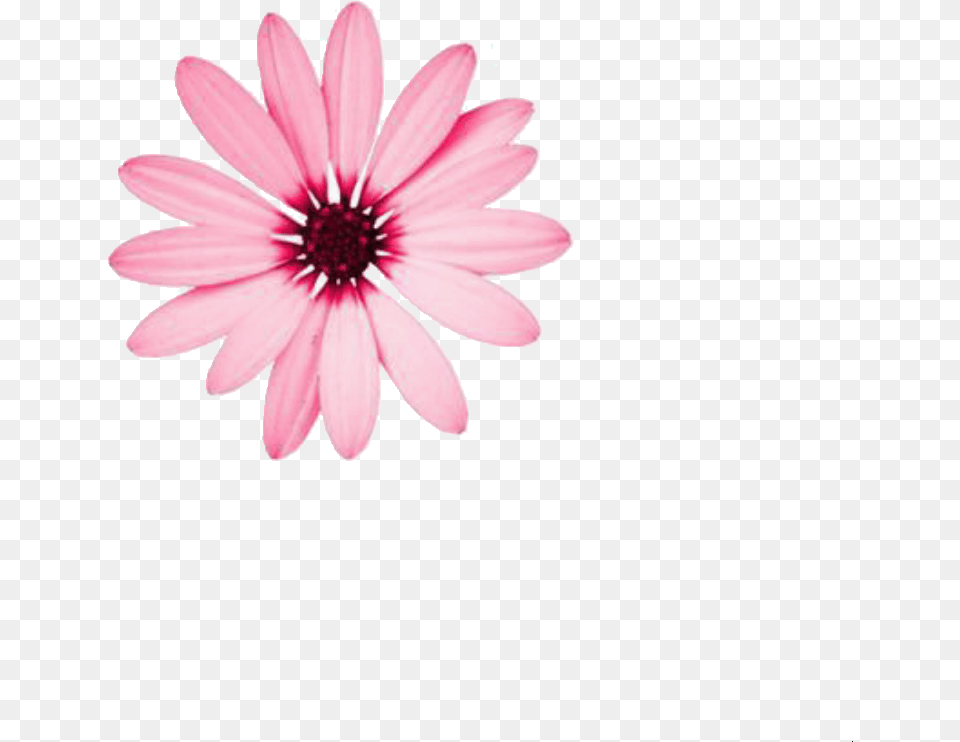 Flower Editing Aesthetic And Pink Flower Theme Divider, Anemone, Anther, Dahlia, Daisy Free Transparent Png