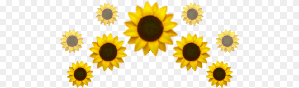Flower Emoji Iphone Fresh, Plant, Sunflower, Daisy, Petal Free Png