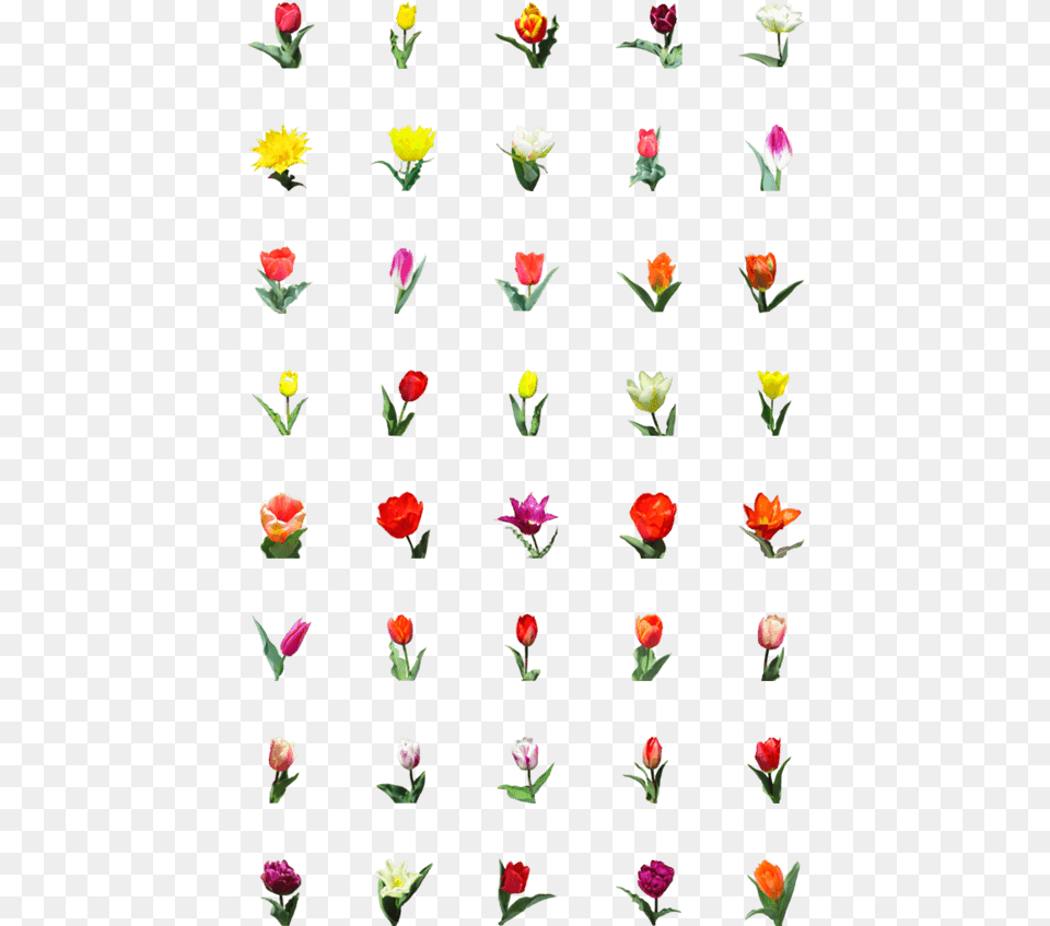 Flower Emoji Tulip, Petal, Plant, Pattern, Rose Free Png Download