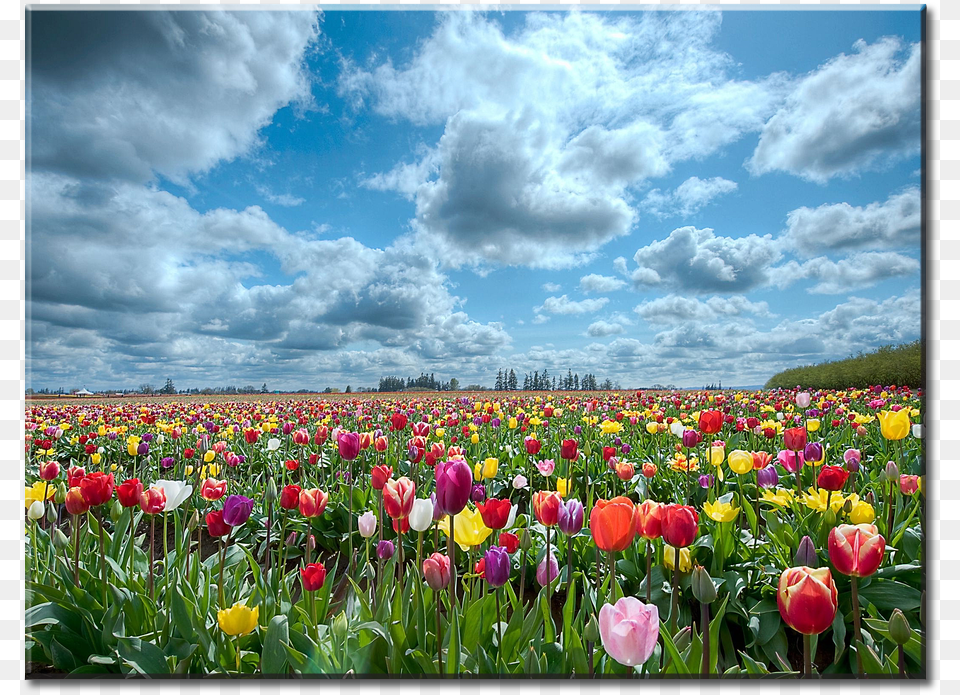Flower Field, Plant, Tulip, Outdoors, Nature Free Png