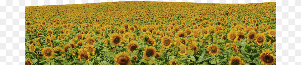 Flower Field Sunflowers, Sunflower, Plant, Scenery, Outdoors Free Png