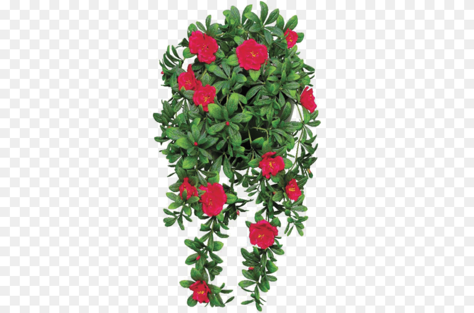 Flower File By Theartist100 D7alu19 Hanging Plant With Small Red Flowers, Flower Arrangement, Geranium, Leaf, Rose Png Image