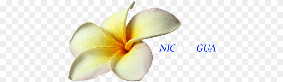 Flower Flor De Nicaragua Sacuanjoche, Petal, Plant Png Image