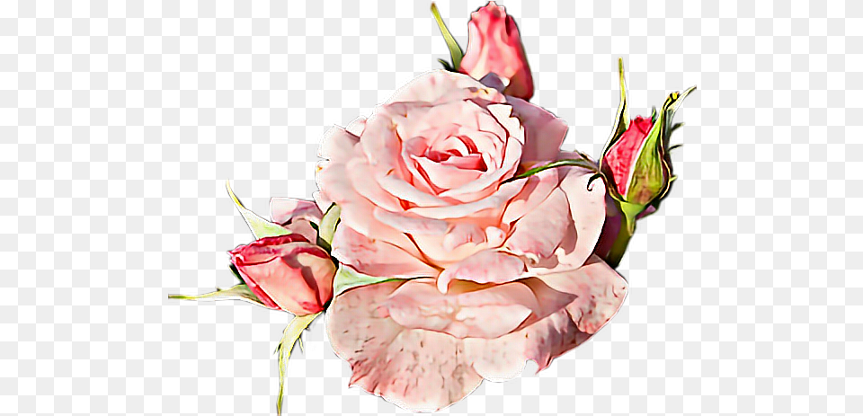 Flower Flor Sticker By Nandasanto Flower Flor, Plant, Rose, Petal, Flower Arrangement Png