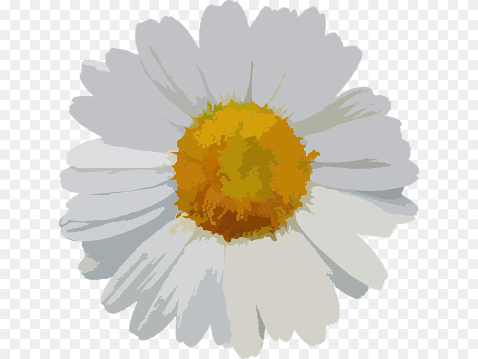 Flower Floral Daisy Petals Botanical Flora Botany, Plant, Person, Anemone, Head Free Png Download