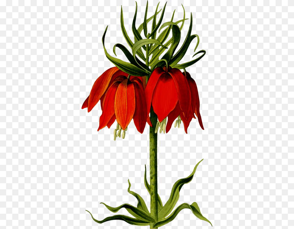 Flower Floral Design Drawing Computer Icons, Petal, Plant, Acanthaceae Free Transparent Png