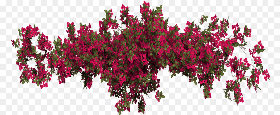 Flower Floral Garden Red Plants Plant Bougainvillea, Pattern, Leaf, Accessories, Vegetation Png Image