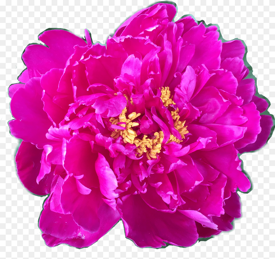 Flower Floral Peony Peonies Fuschia Yellow Pink Common Peony, Plant, Rose, Dahlia Png