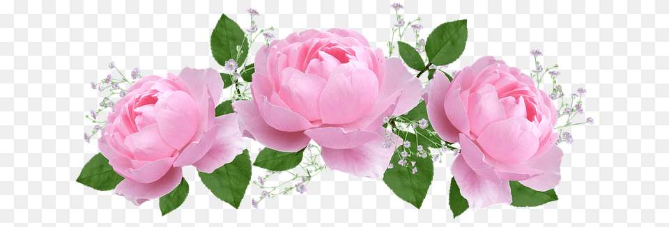 Flower Floral Rose Flora Petal Grandparents Poem, Plant, Flower Arrangement, Flower Bouquet, Peony Png Image
