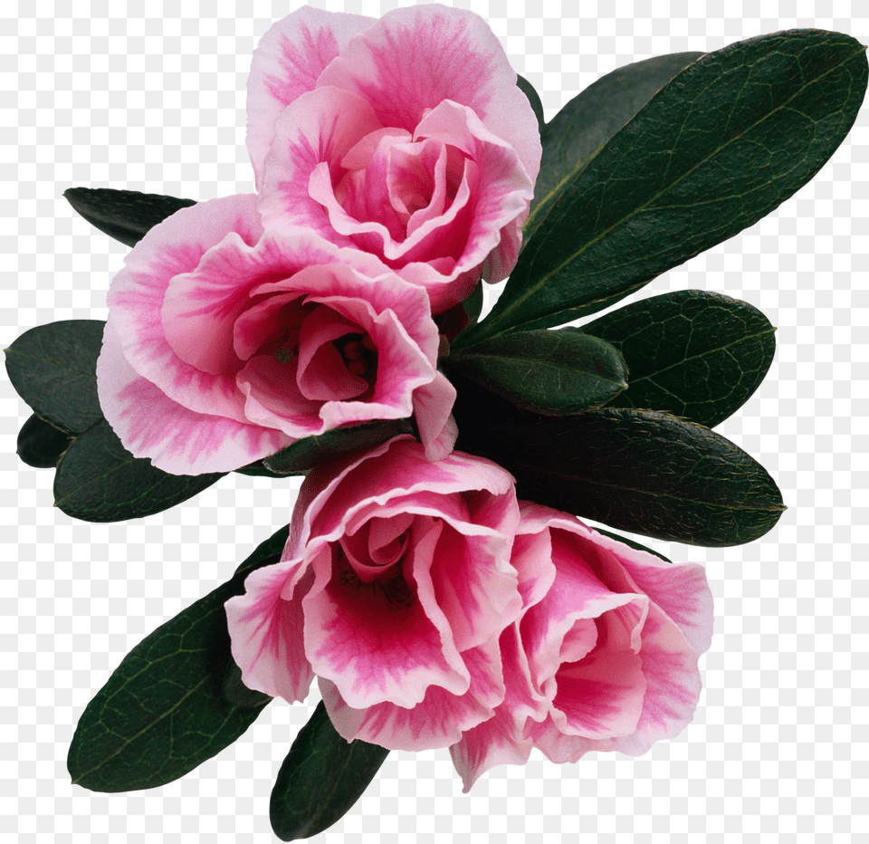 Flower Floral Rosebush 16sindrom Pustogo Gnezda Roman, Geranium, Petal, Plant, Rose Free Png