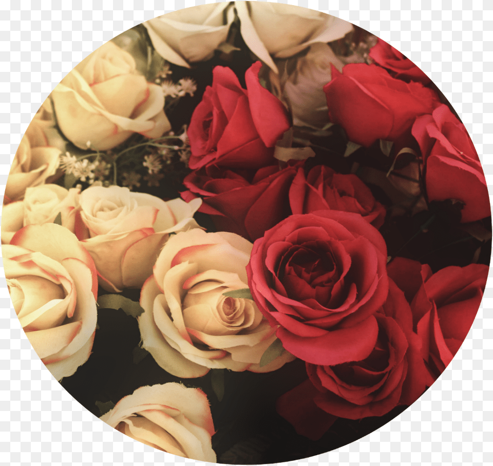 Flower Flores Rosas Fondo Tumblr Valentines Day Wallpaper 2020, Flower Arrangement, Flower Bouquet, Plant, Rose Png Image