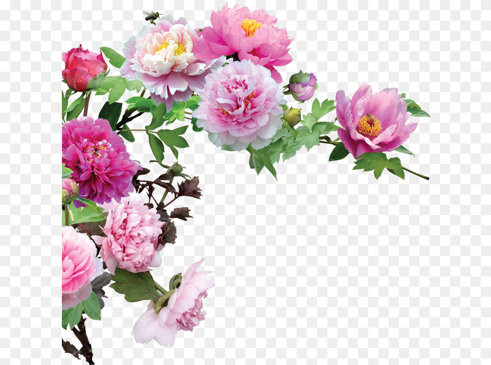 Flower Flower, Plant, Dahlia, Geranium, Rose Free Png Download