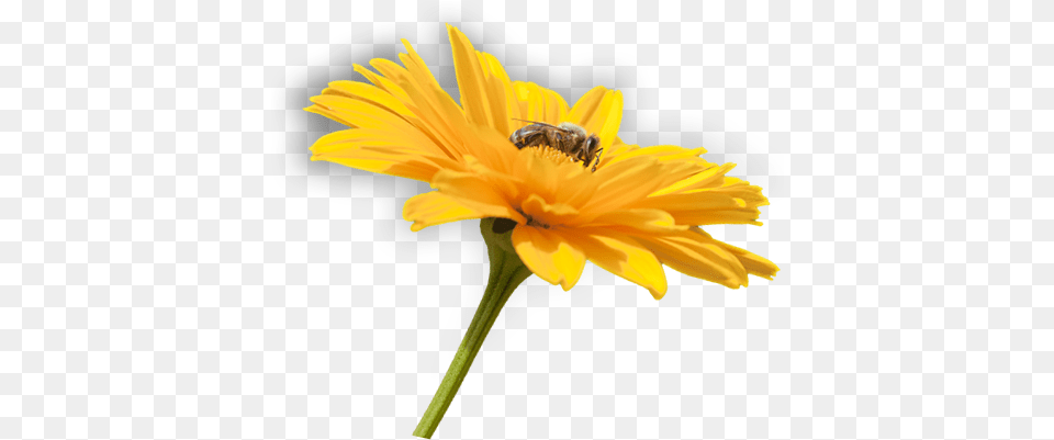 Flower Flower And Bee Full Size Download Seekpng Bee With Flower, Animal, Invertebrate, Insect, Honey Bee Png