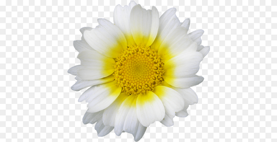 Flower Flower White Daisy, Petal, Plant, Pollen, Dahlia Free Png