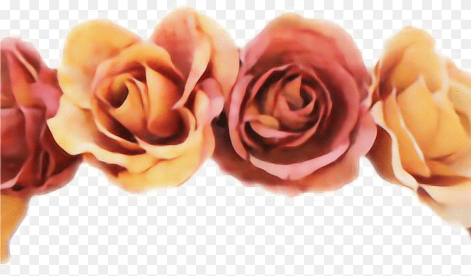 Flower Flowercrown Orange Crown Red Oprah Yellow Flower Crown Cut Out, Petal, Plant, Rose Free Png