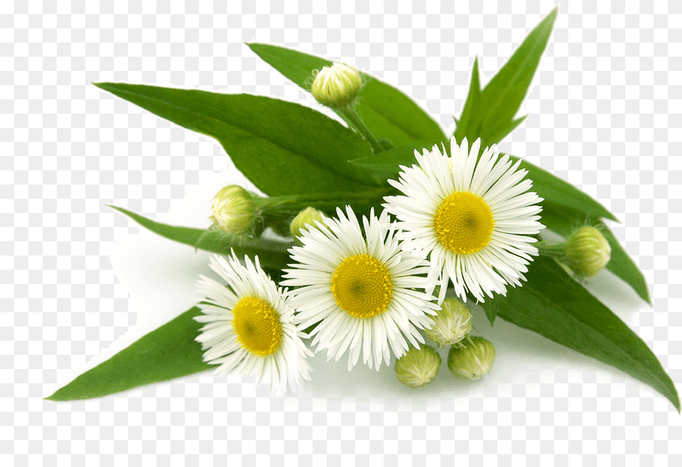 Flower Flowering Plant Tea Chamomile Flower Transparent, Daisy, Flower Arrangement, Flower Bouquet, Herbal Free Png