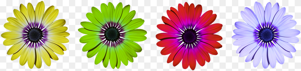 Flower Flowers Daisy Photo Daisy Flower Power Clipart, Plant, Purple, Petal, Pattern Png