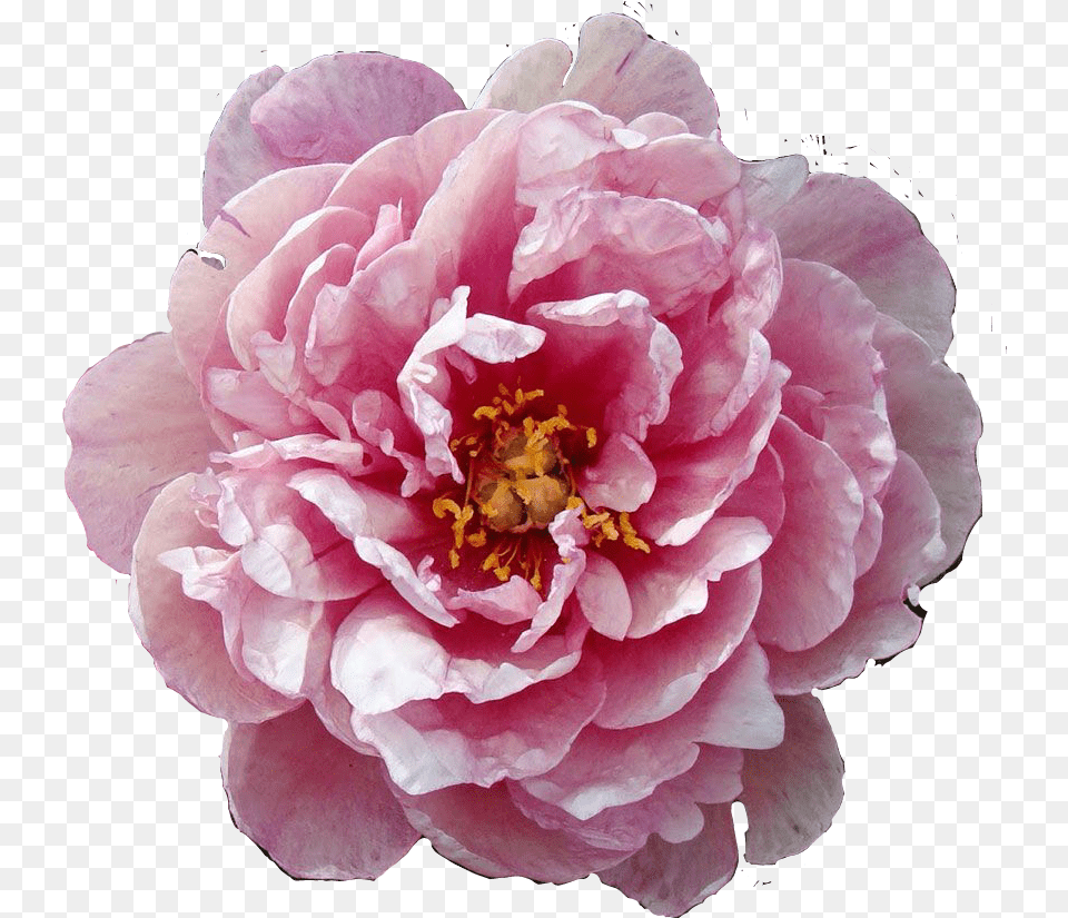 Flower Flowers Floral Pink Summer Spring Lovely Pink Double Dandy Peony, Dahlia, Plant, Rose, Petal Free Png
