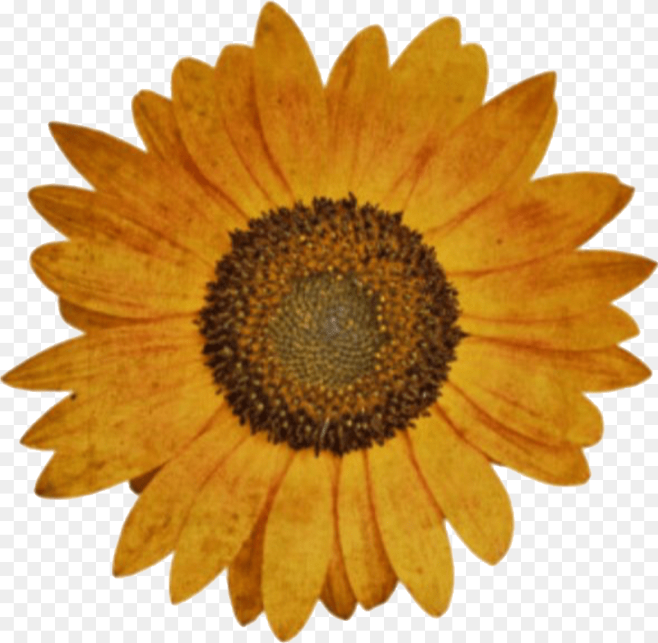 Flower Flowers Freetoedit Sticker Cute Aesthetic Aesthetic Flower Sticker, Daisy, Plant, Sunflower Free Png Download