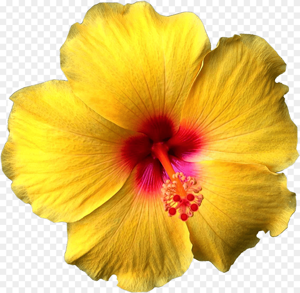 Flower Flowers Hawaiian Hibiscus Hibiscusflower Hibiscus Flower Yellow, Plant, Rose, Petal Free Png