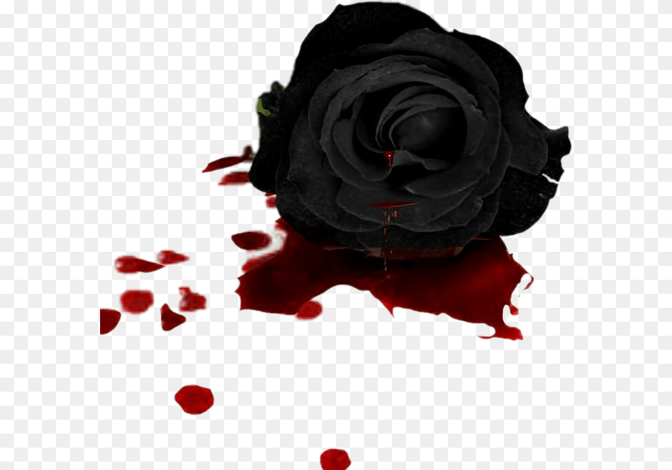 Flower Flowers Rose Black Blood Black Rose With Blood, Petal, Plant Png