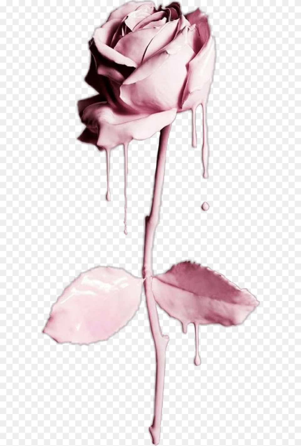 Flower Flowers Rose Liquid Drip Dripping Water Flowers Dripping With Water, Petal, Plant, Adult, Female Png Image
