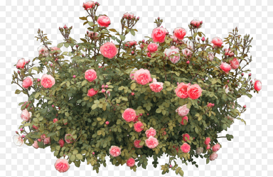 Flower Flowers Roses Redroses Nature Vase Tree Rose Flower Tree, Plant, Flower Arrangement, Flower Bouquet, Geranium Free Png Download