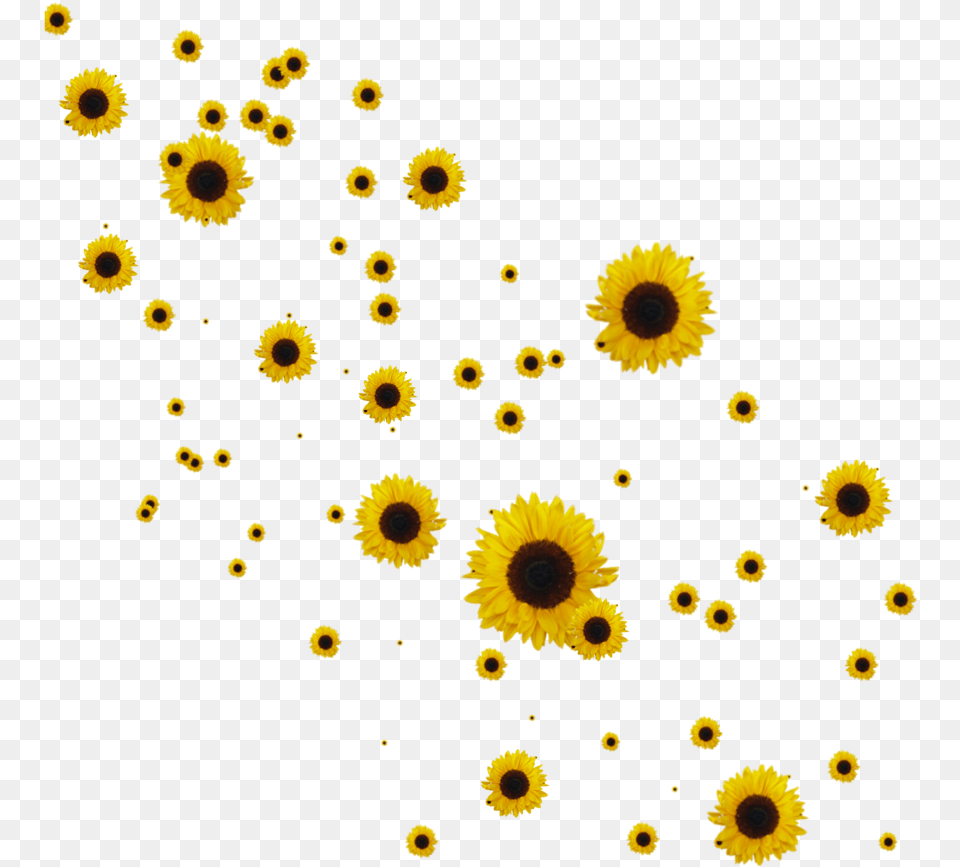 Flower Flowers Roses Sunflower Sunflowers Overlay Galax Sunflowers, Plant, Daisy Free Png