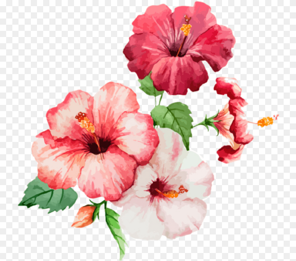 Flower Flowers Spring Spring, Hibiscus, Plant, Rose, Anther Free Transparent Png