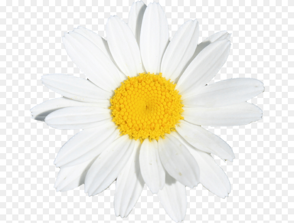 Flower Flowers White Yellow Daisy Oxeye Daisy, Plant, Petal Free Png