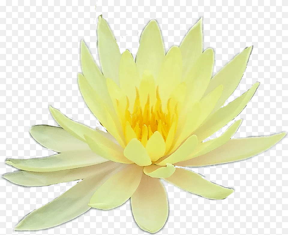 Flower Flowers Yellow Aesthetic Tumblr Yellow Aesthetic Sacred Lotus, Lily, Plant, Pond Lily Free Png