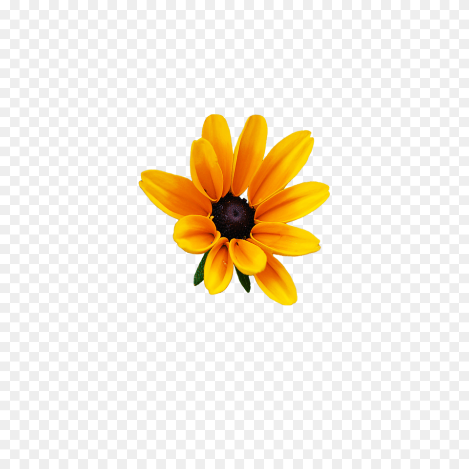 Flower Flowers Yellow Sun Photography, Anemone, Daisy, Petal, Plant Free Png