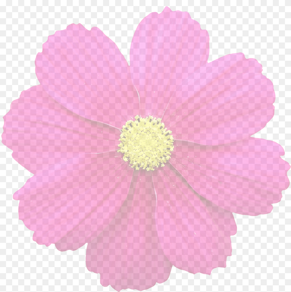 Flower For Edits, Anther, Daisy, Petal, Plant Free Png Download