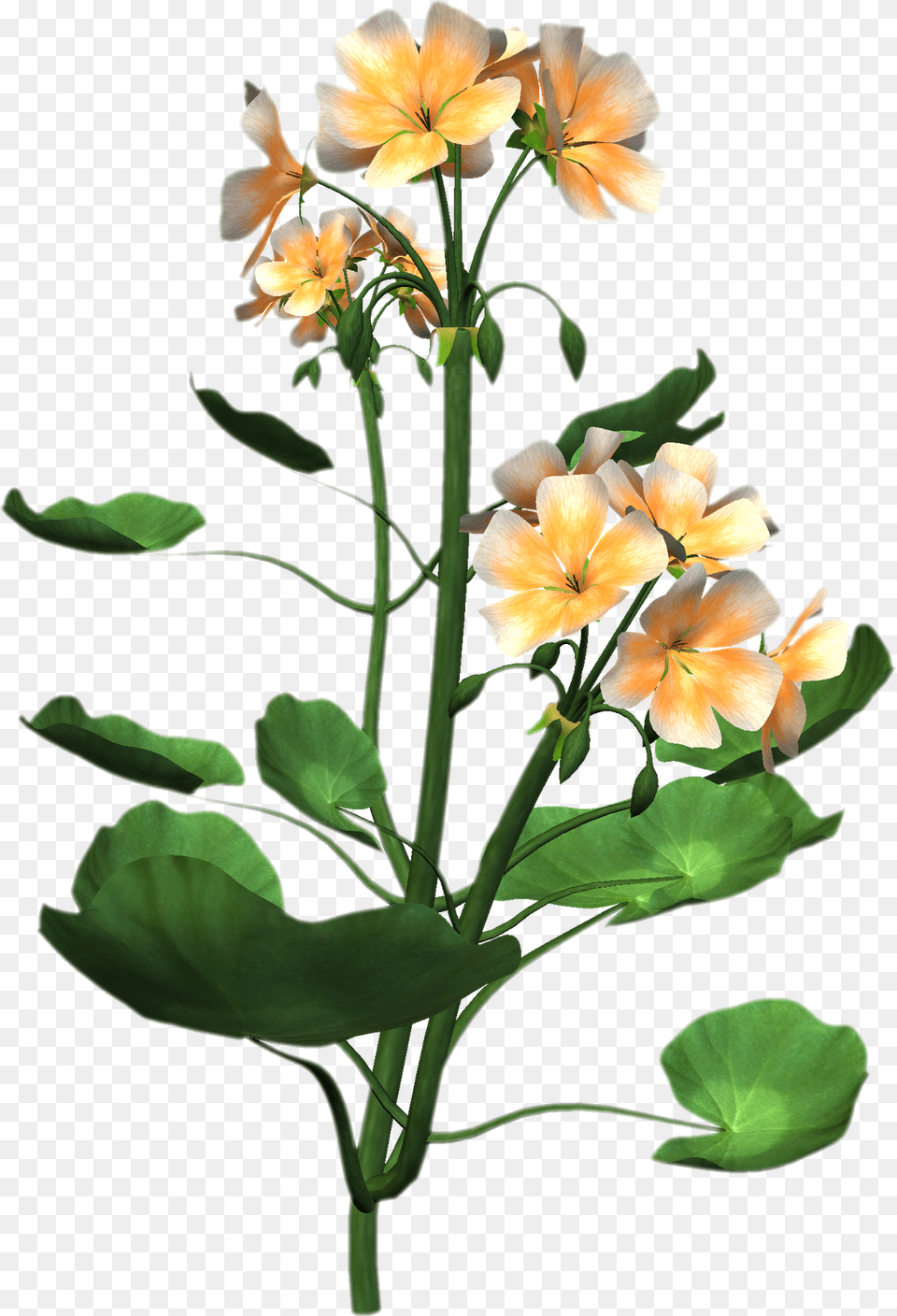 Flower For Embroidery Design Download Flower With Plant, Flower Arrangement, Geranium, Acanthaceae, Petal Free Transparent Png