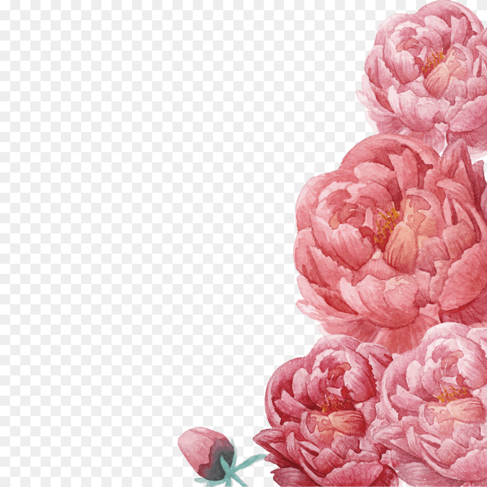 Flower Frame Image Download Clip Art Peonies Flowers, Carnation, Plant, Rose, Dahlia Free Png