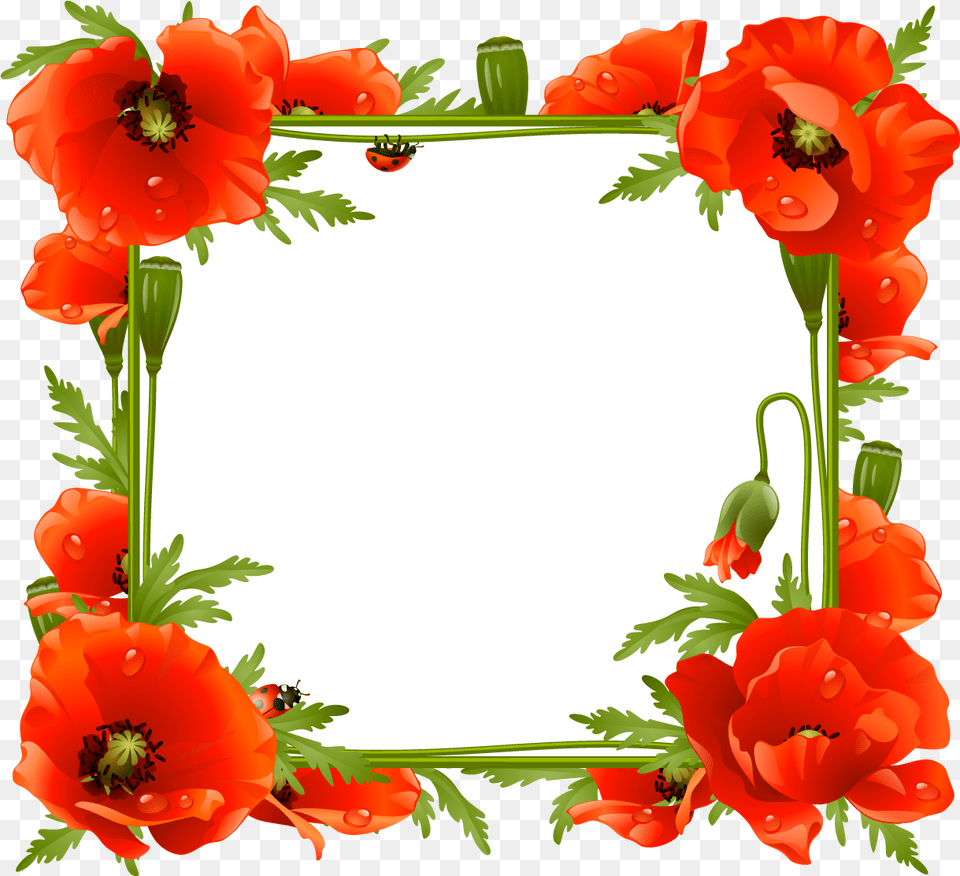Flower Frame Poppies Frame Clipart Full Size Clipart Poppy Frame, Plant, Geranium, Anemone, Dessert Free Png