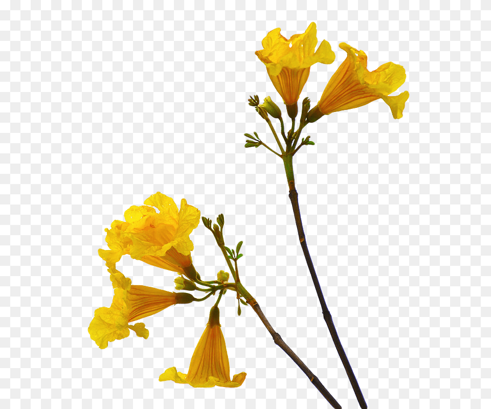 Flower Arts, Plant, Daffodil, Petal Free Png Download
