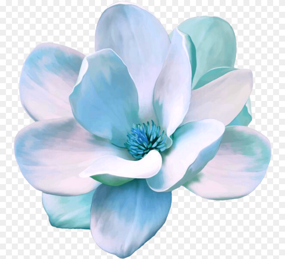 Flower Freetoedit Blue Magnolia Magnolia Flower Magnolia, Anemone, Anther, Dahlia, Petal Free Png