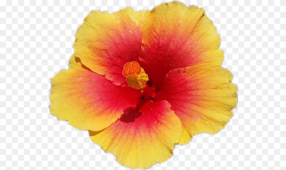 Flower Freetoedit Hawaiian Hibiscus, Plant, Pollen, Rose, Petal Free Png Download