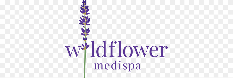 Flower Gardens And More Book, Lavender, Plant, Purple Free Png Download