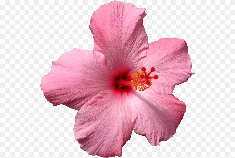 Flower Gif Pink Spinning Sticker By Pink Hawaii Flower, Hibiscus, Plant, Rose Free Png