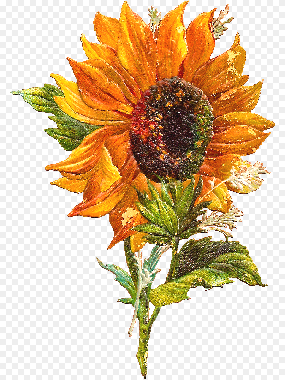 Flower Graphic Background Vintage Flowers, Plant, Sunflower, Flower Arrangement, Flower Bouquet Png