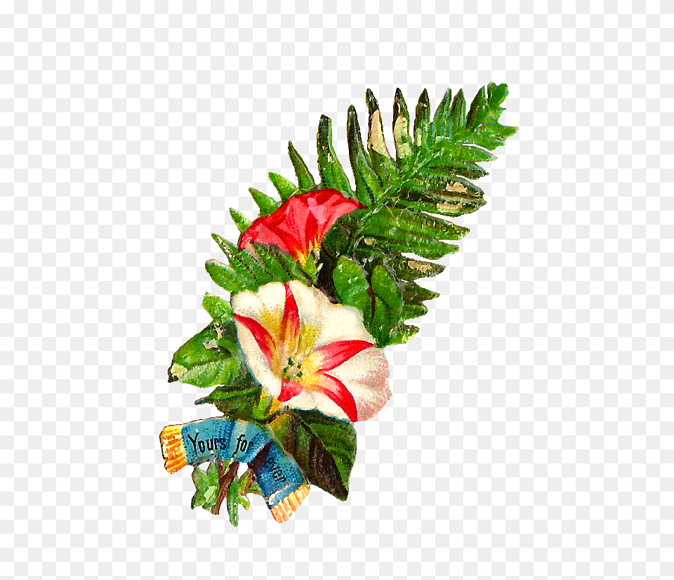 Flower Graphic Images, Flower Arrangement, Flower Bouquet, Plant, Leaf Free Transparent Png