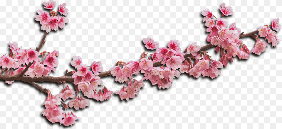 Flower Haar, Plant, Cherry Blossom, Petal Free Png
